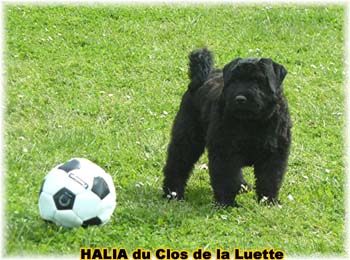 bouvier des flandres photo chiot - Elevage Clos Luette -  COPYRIGHT DEPOSE